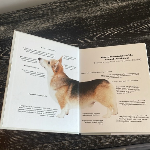 Pembroke Welsh Corgi guide to owning and caring for your dog. - Picture 3 of 3